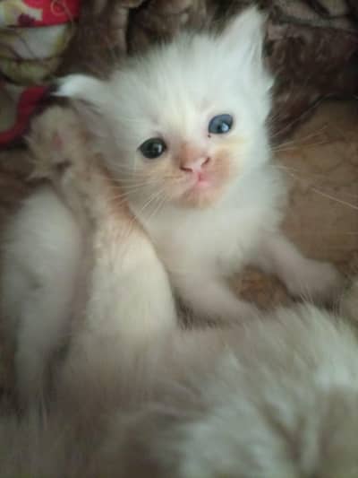 persian kitten
