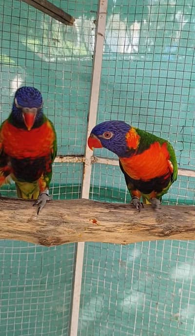 selling lorikeet breeder pair and sun conure pair