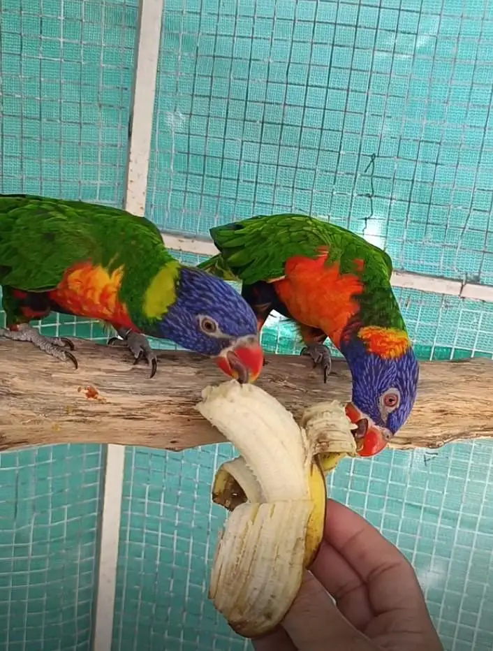 selling lorikeet breeder pair and sun conure pair — photo 2