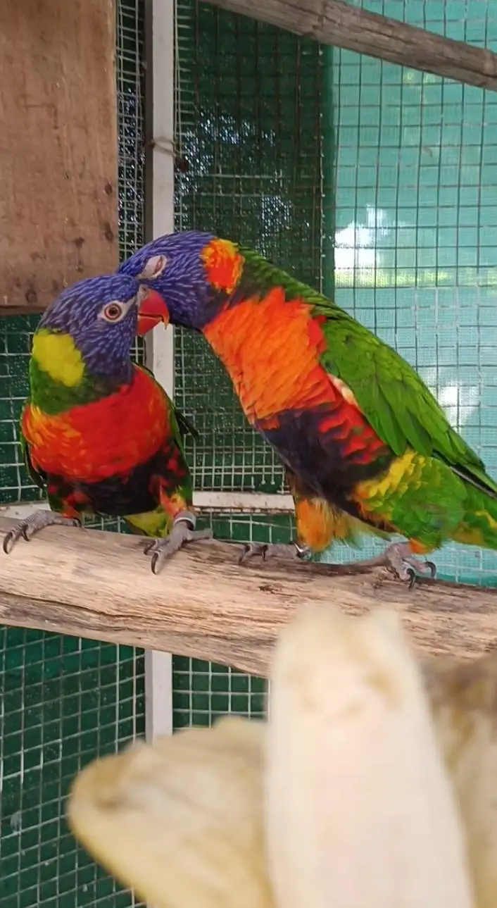 selling lorikeet breeder pair and sun conure pair — photo 3