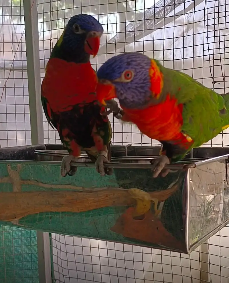 selling lorikeet breeder pair and sun conure pair — photo 4
