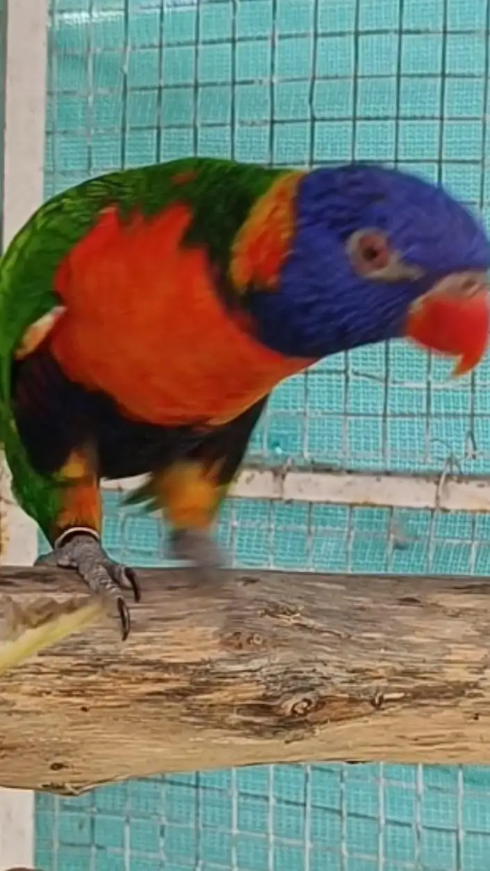 selling lorikeet breeder pair and sun conure pair — photo 5