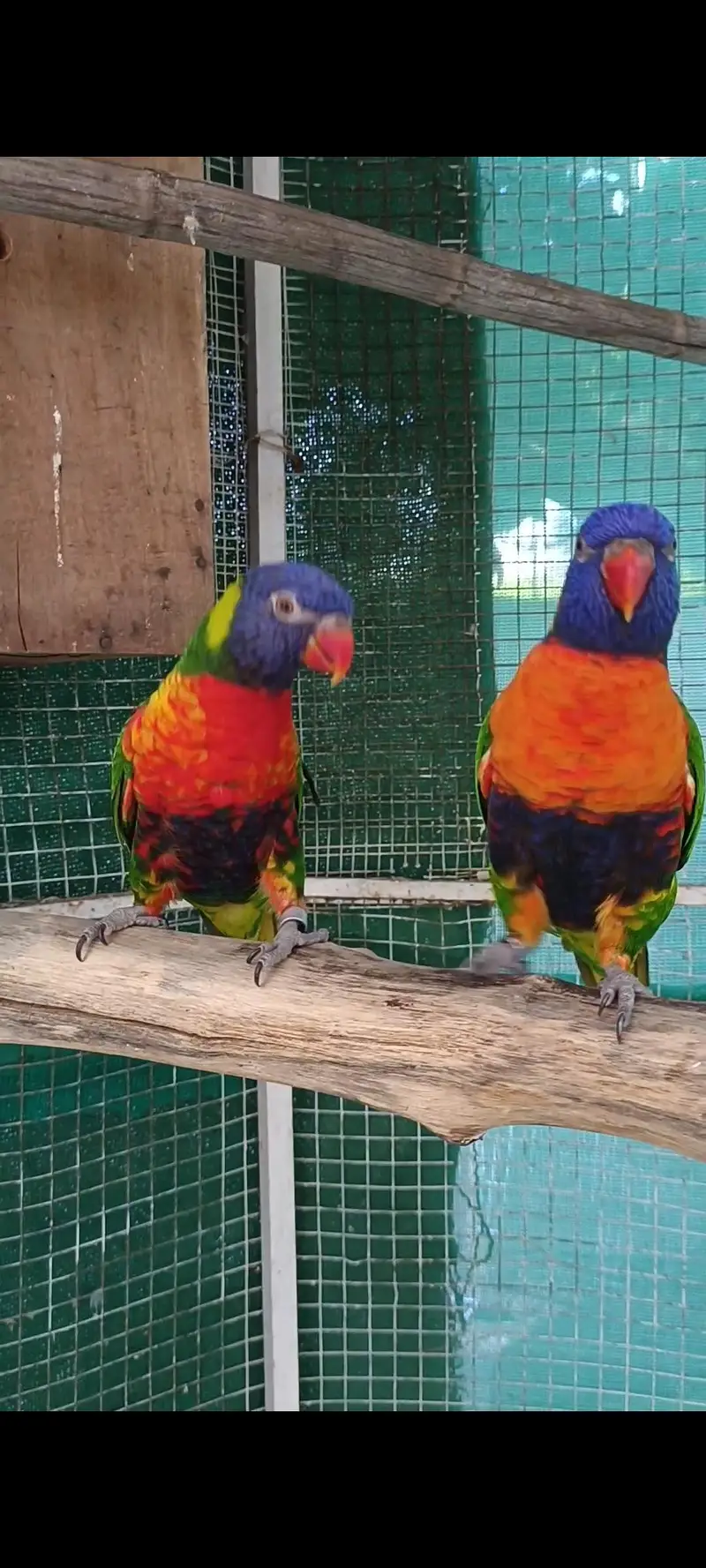 selling lorikeet breeder pair and sun conure pair — photo 6