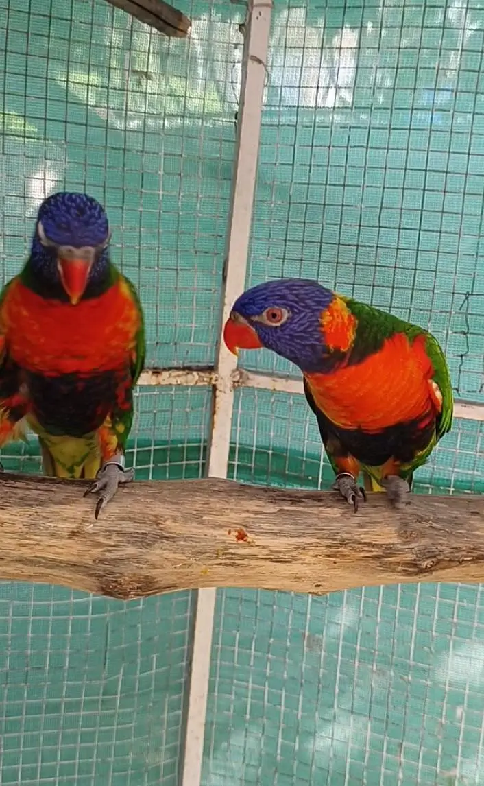 selling lorikeet breeder pair and sun conure pair — photo 7