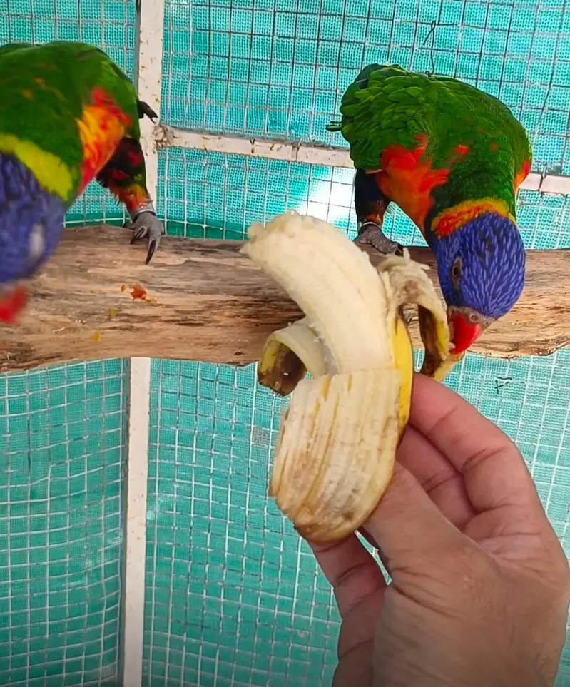 selling lorikeet breeder pair and sun conure pair — photo 8