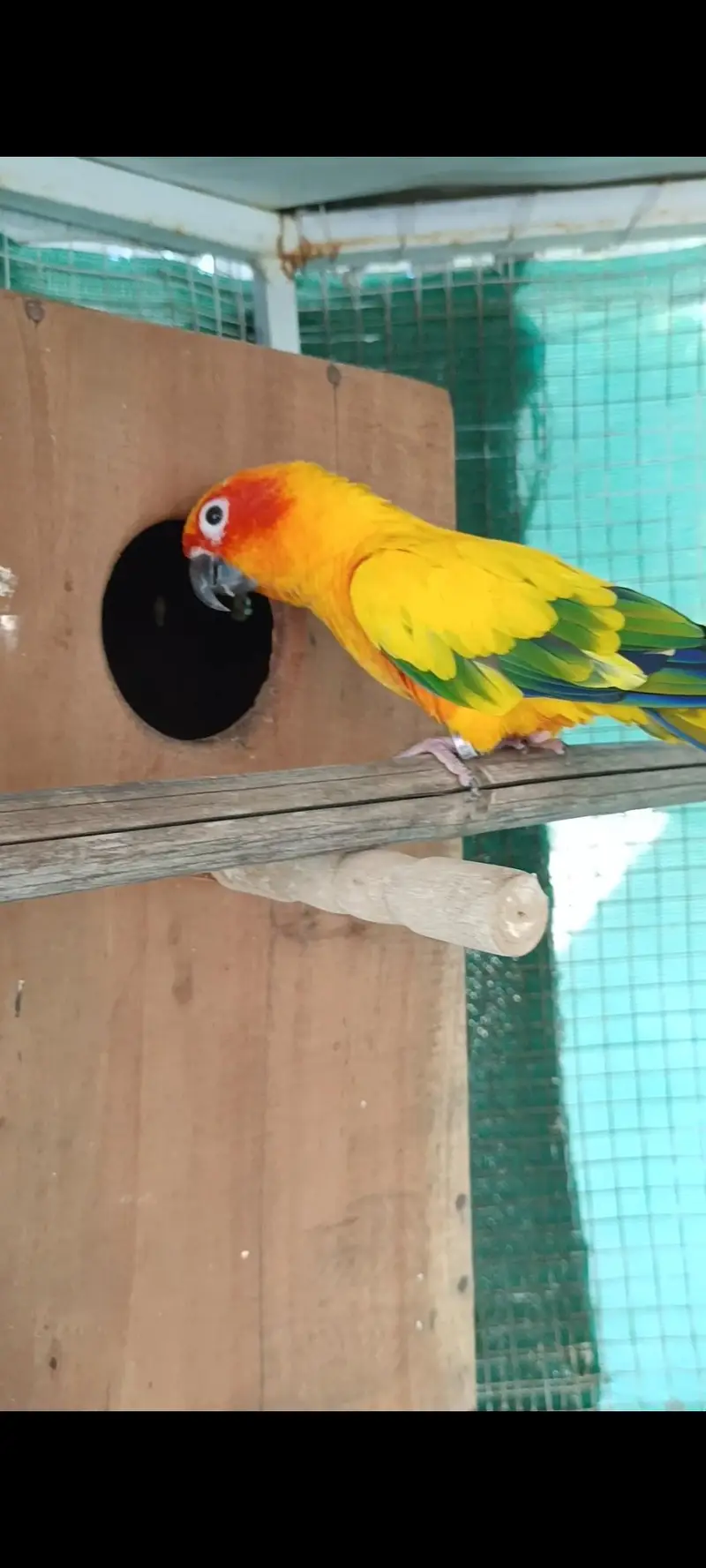 selling lorikeet breeder pair and sun conure pair — photo 9
