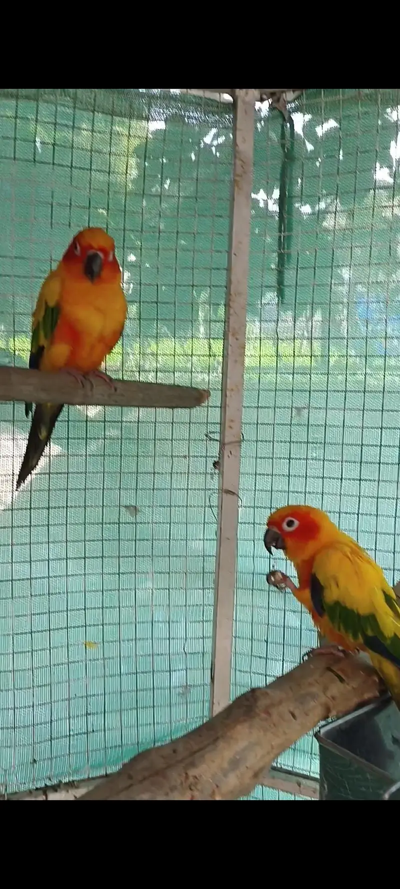 selling lorikeet breeder pair and sun conure pair — photo 10