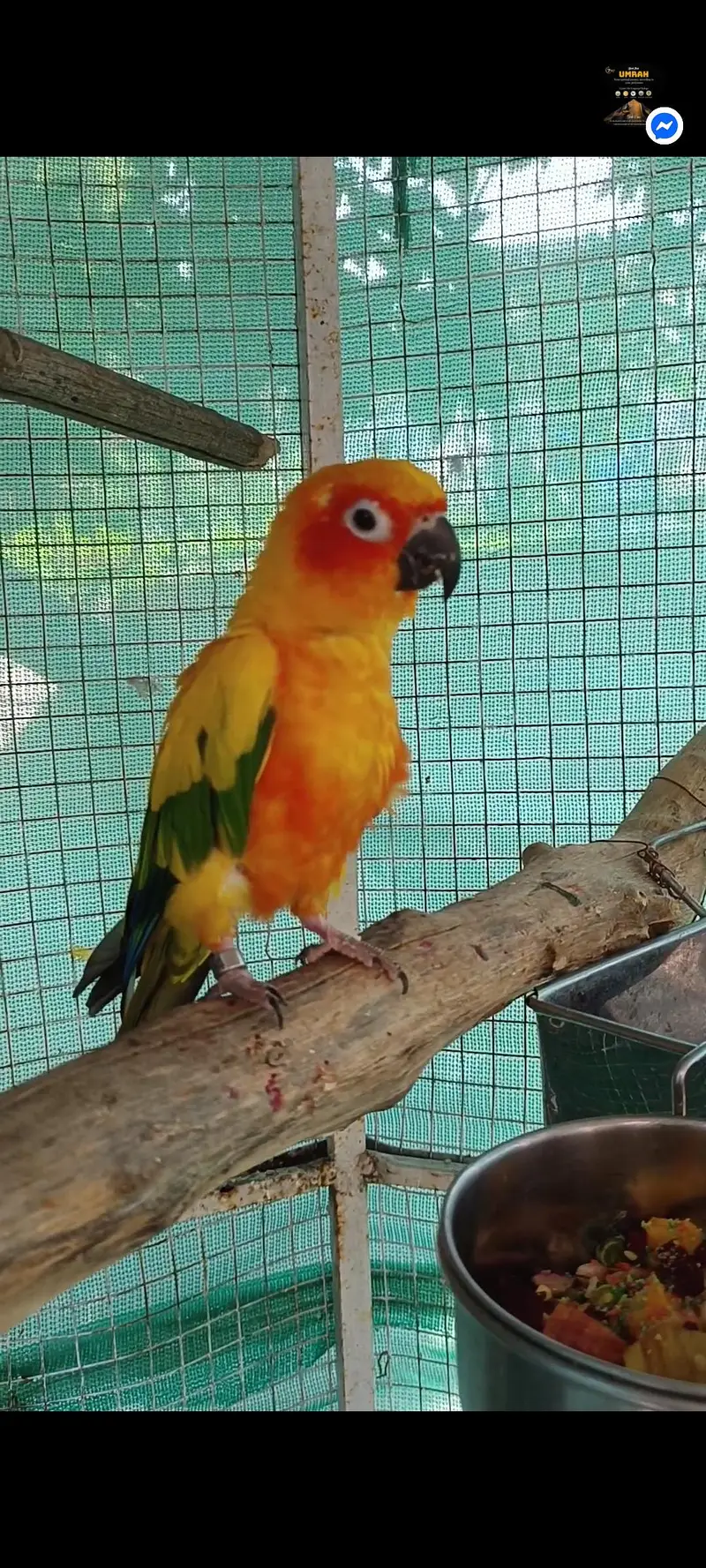 selling lorikeet breeder pair and sun conure pair — photo 11