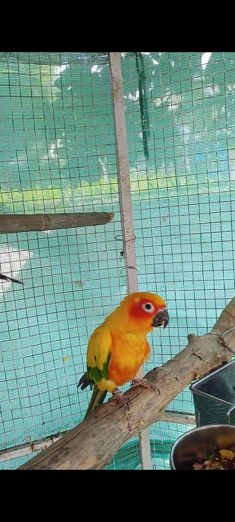 selling lorikeet breeder pair and sun conure pair — photo 12