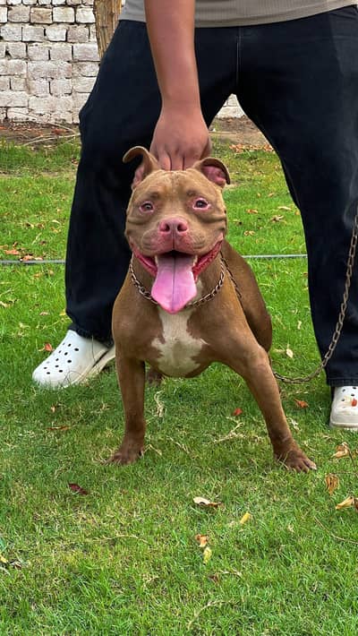 pitbull male confirm breeder