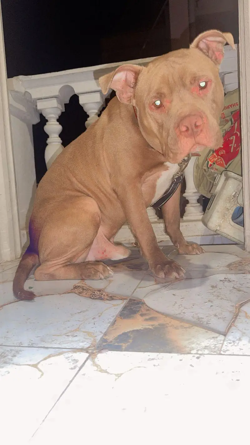 pitbull male confirm breeder — photo 2