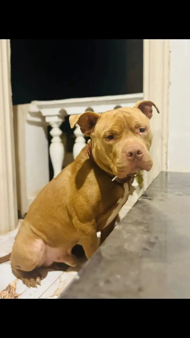 pitbull male confirm breeder — photo 3