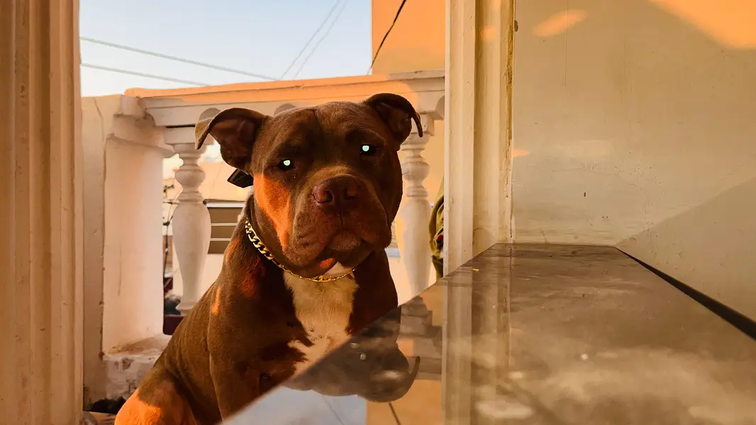 pitbull male confirm breeder — photo 4