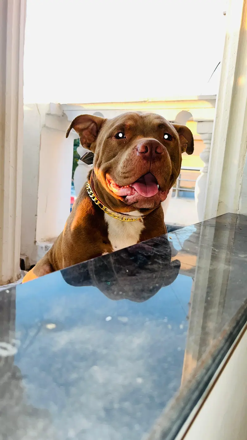 pitbull male confirm breeder — photo 5