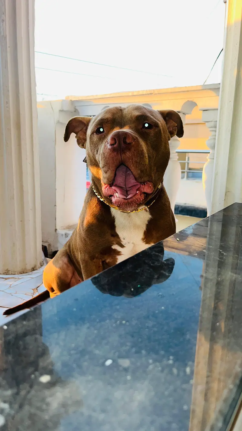 pitbull male confirm breeder — photo 6