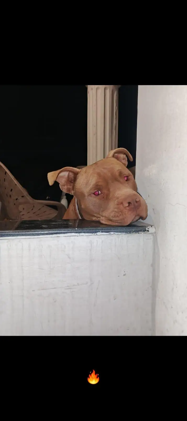 pitbull male confirm breeder — photo 7