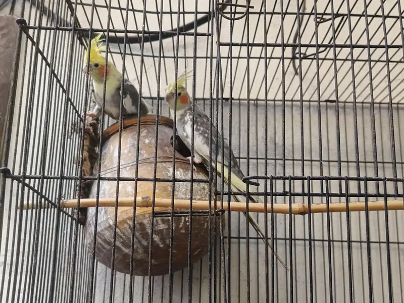 cocktails pair — photo 2