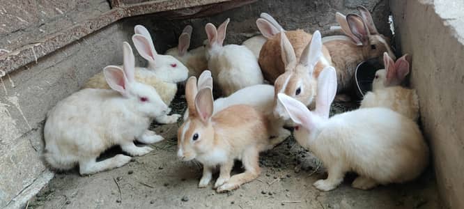 Rabits