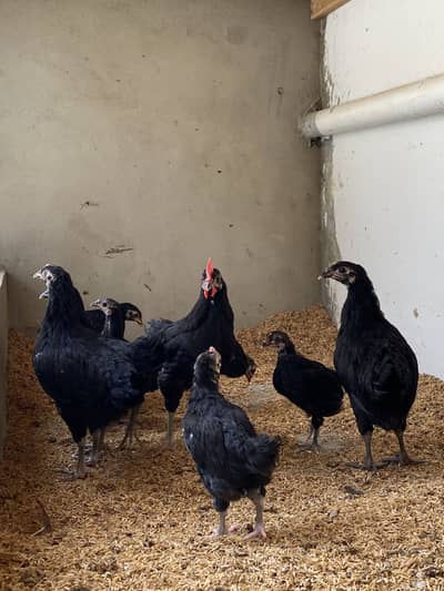 PURE AUSTRALORP CHICKS AVAILABLE