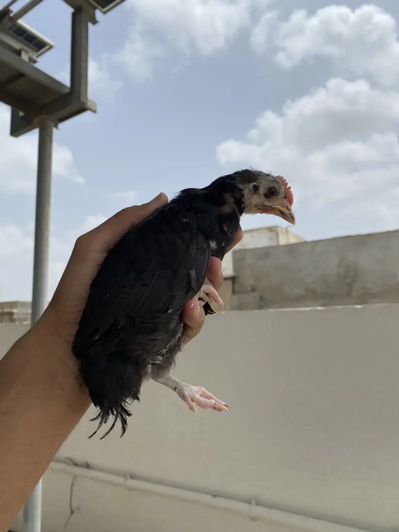 PURE AUSTRALORP CHICKS AVAILABLE — photo 2