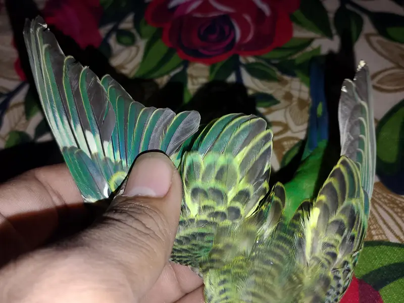 both Pyar h  hente mein h — photo 5