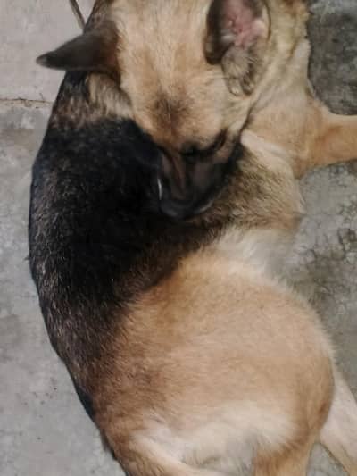German Shepherd female breedr female hai