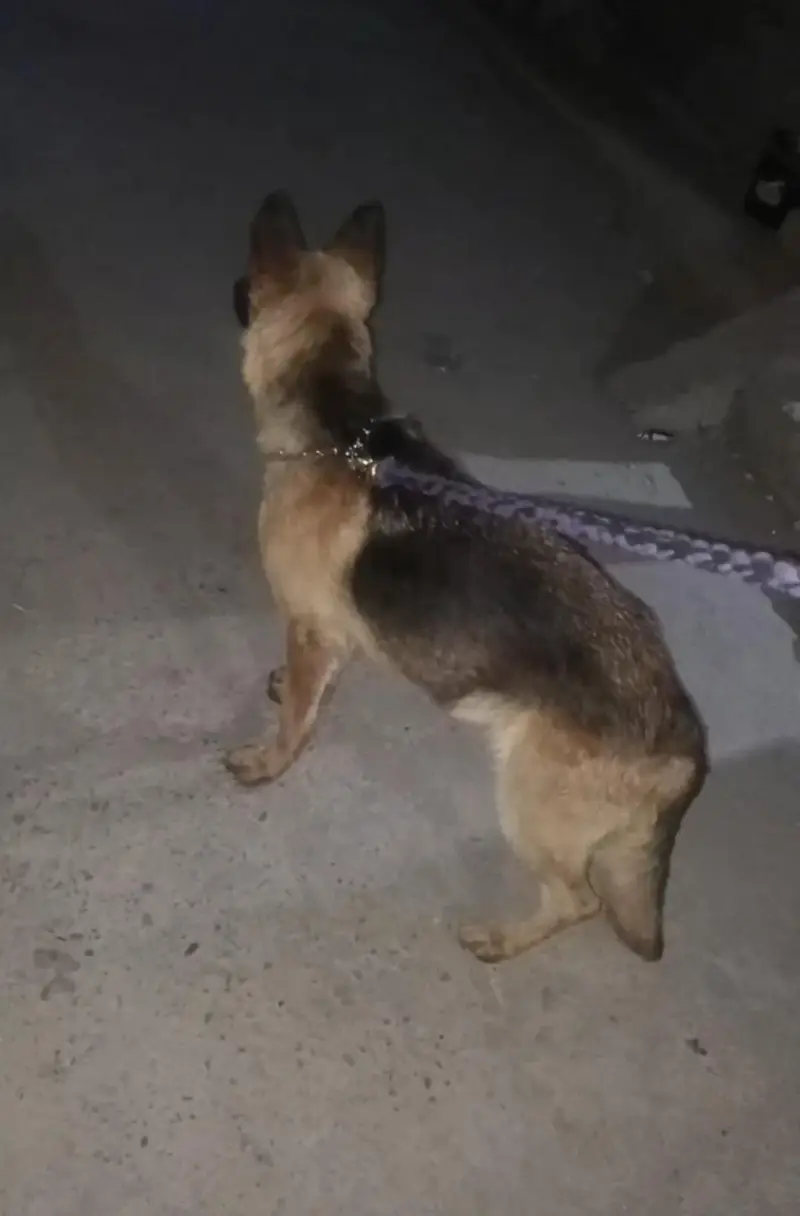 German Shepherd female breedr female hai — photo 2