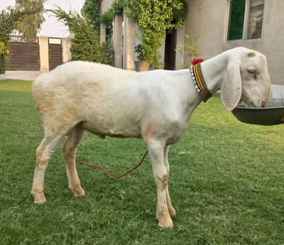 dumba for sale 0321 4349665