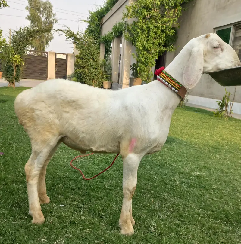 dumba for sale 0321 4349665 — photo 2