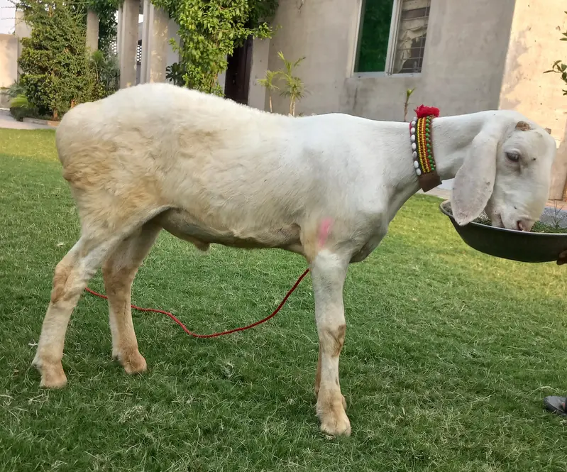 dumba for sale 0321 4349665 — photo 3