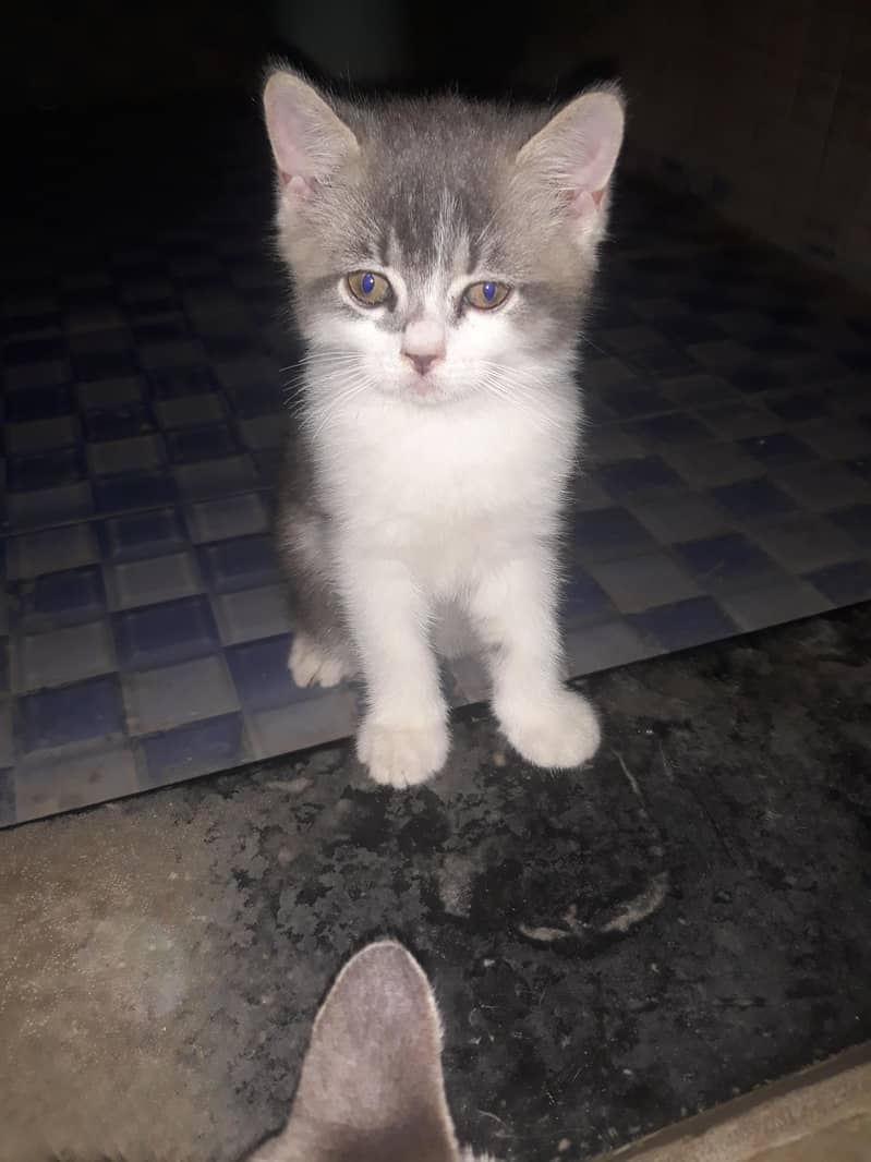 Persian cat 2