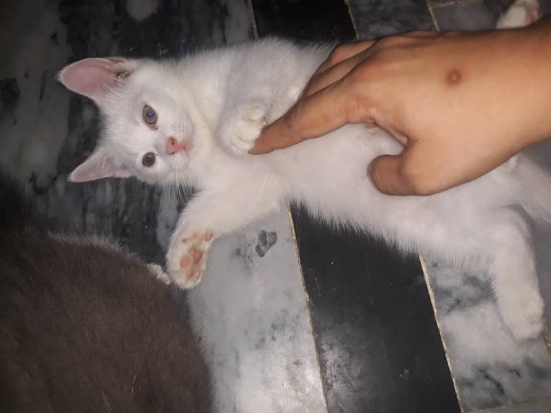 Persian cat 3