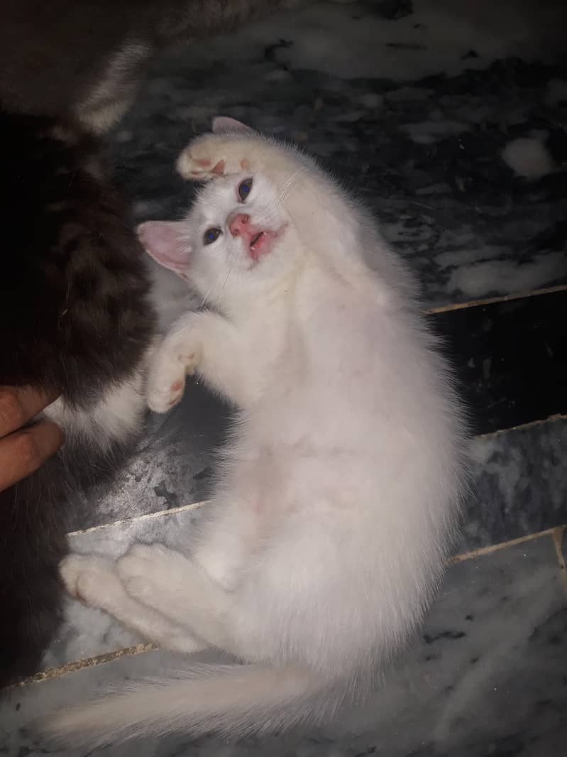 Persian cat 4