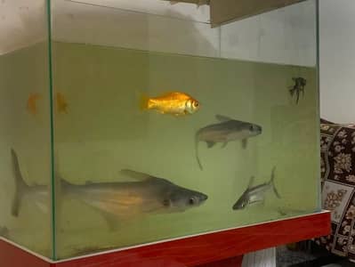 6 fishes