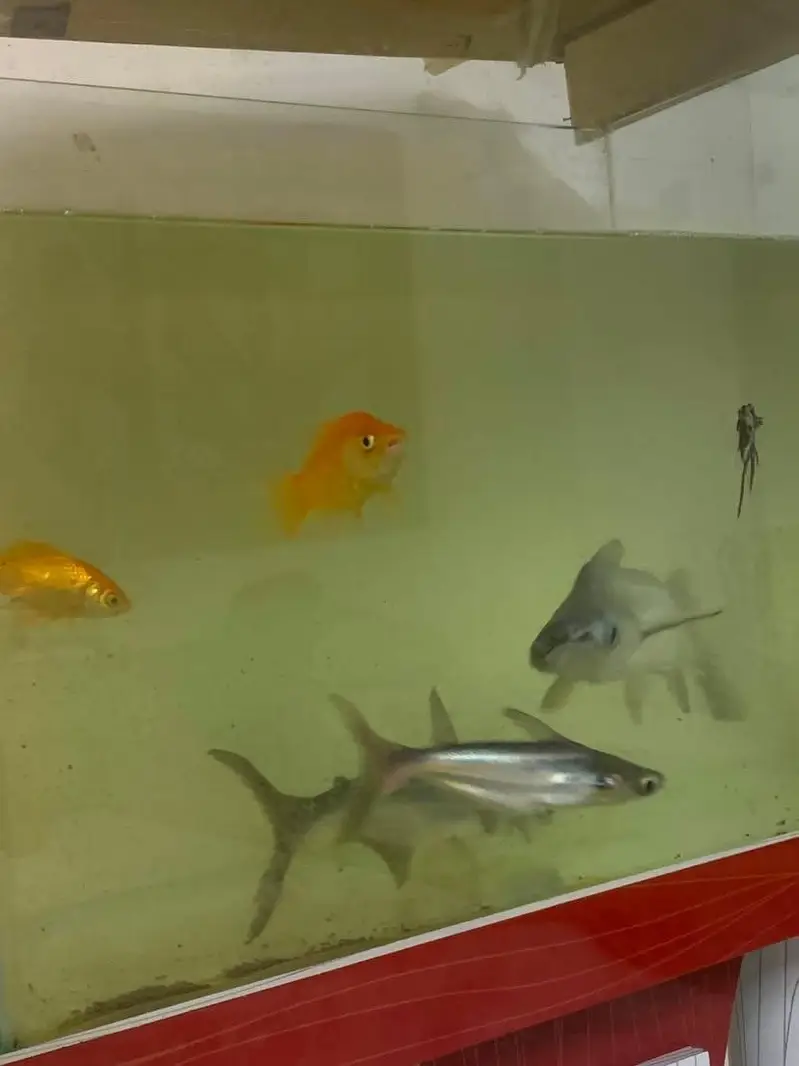 6 fishes — photo 3