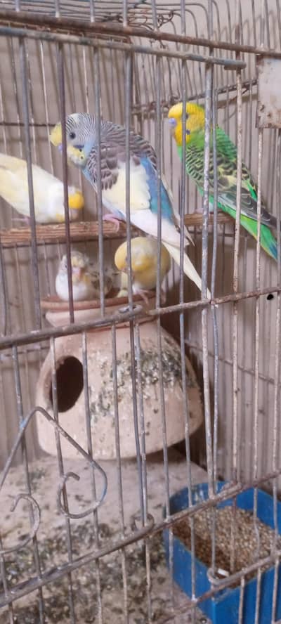 birds. for sale