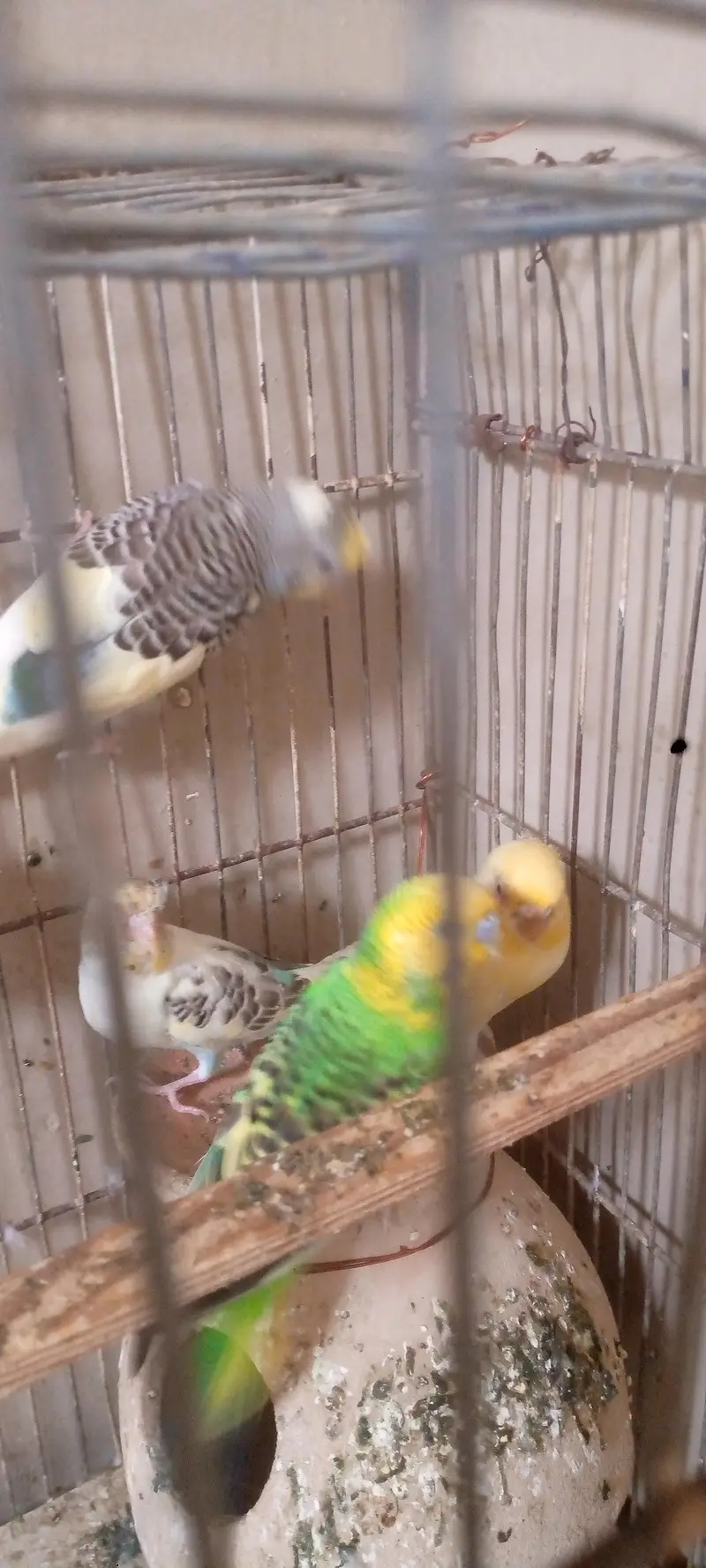 birds. for sale — photo 2