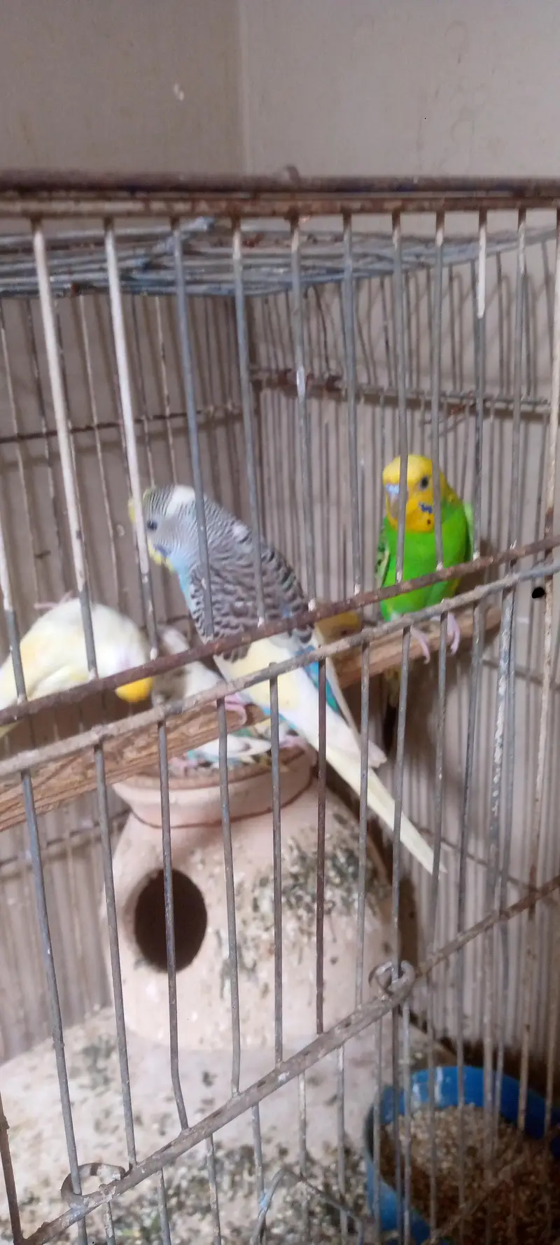 birds. for sale — photo 3