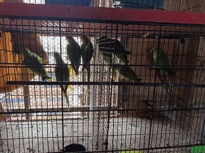 Baby Parrots