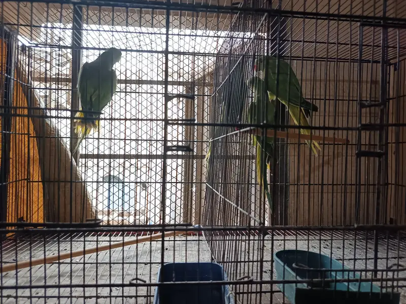 Baby Parrots — photo 2