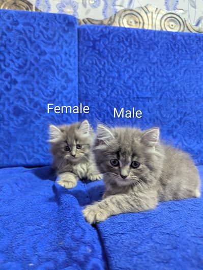TRIPLE COAT PERSIAN KITTEN'S