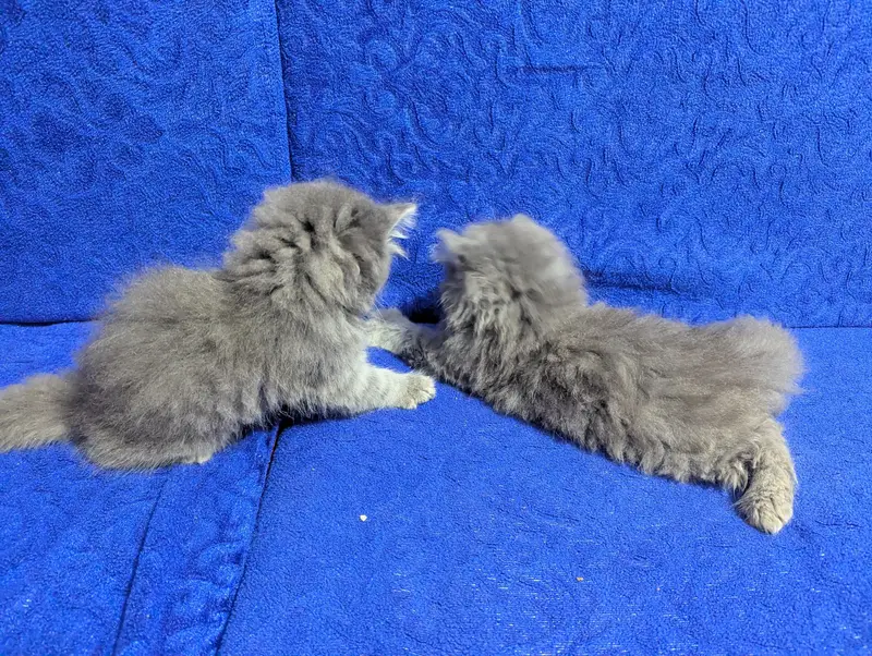TRIPLE COAT PERSIAN KITTEN'S — photo 2