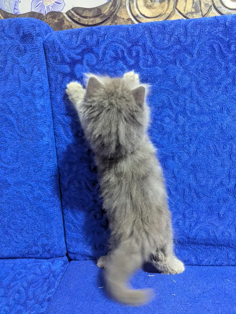 TRIPLE COAT PERSIAN KITTEN'S — photo 3