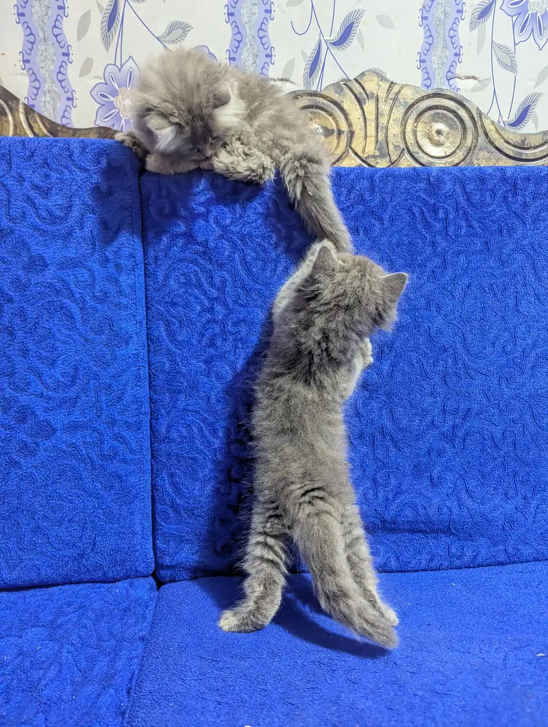 TRIPLE COAT PERSIAN KITTEN'S — photo 4