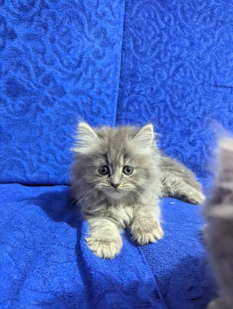 TRIPLE COAT PERSIAN KITTEN'S — photo 5