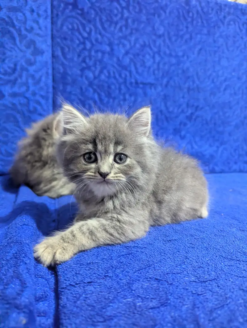 TRIPLE COAT PERSIAN KITTEN'S — photo 6