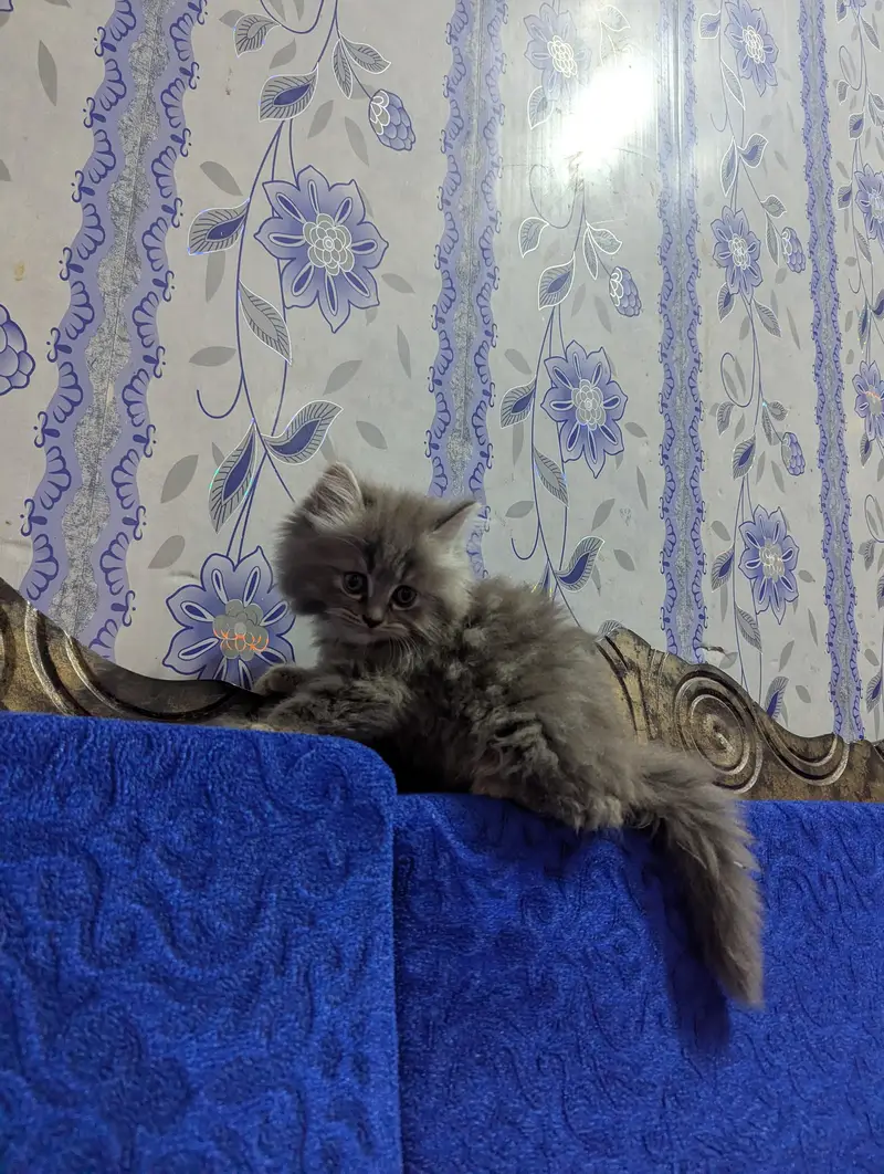 TRIPLE COAT PERSIAN KITTEN'S — photo 7