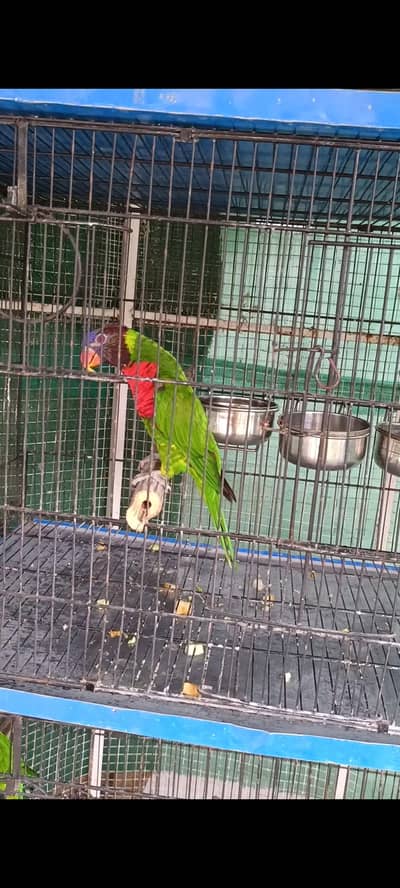 selling Rainbow lorikeet breeder male