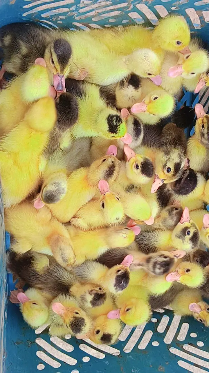 Duck chicks available for sale location pakpattan minimum order 50 — photo 2