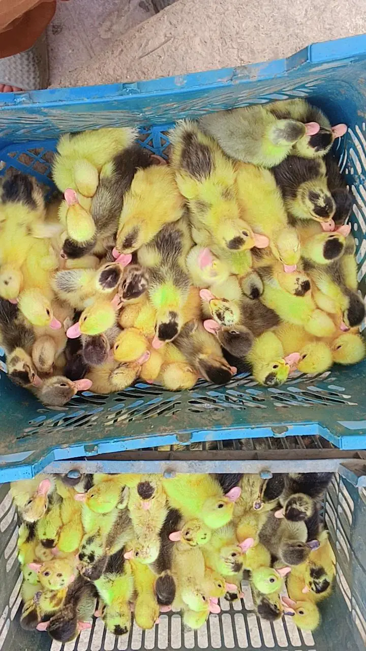 Duck chicks available for sale location pakpattan minimum order 50 — photo 3